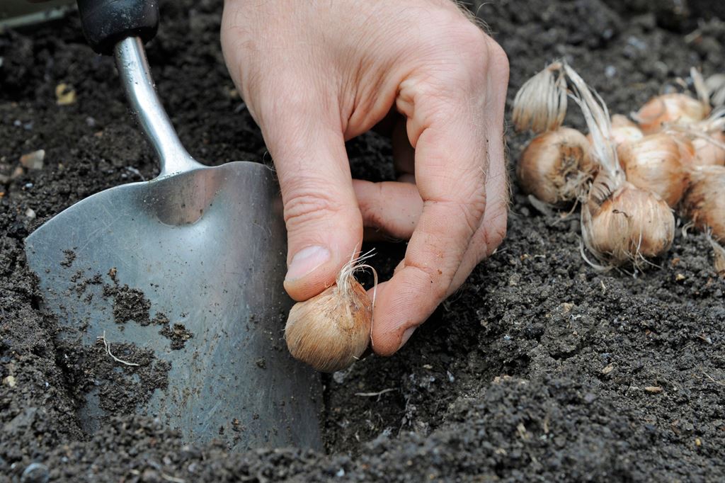 Bolbos e Sementes - Agricultura