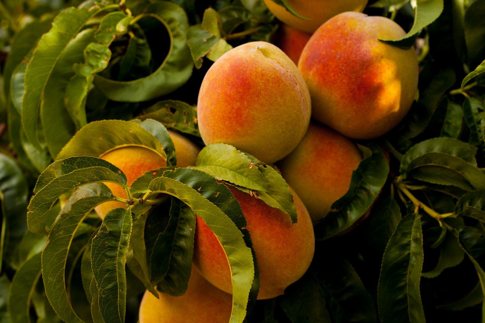 Árvores de Fruto - Agricultura
