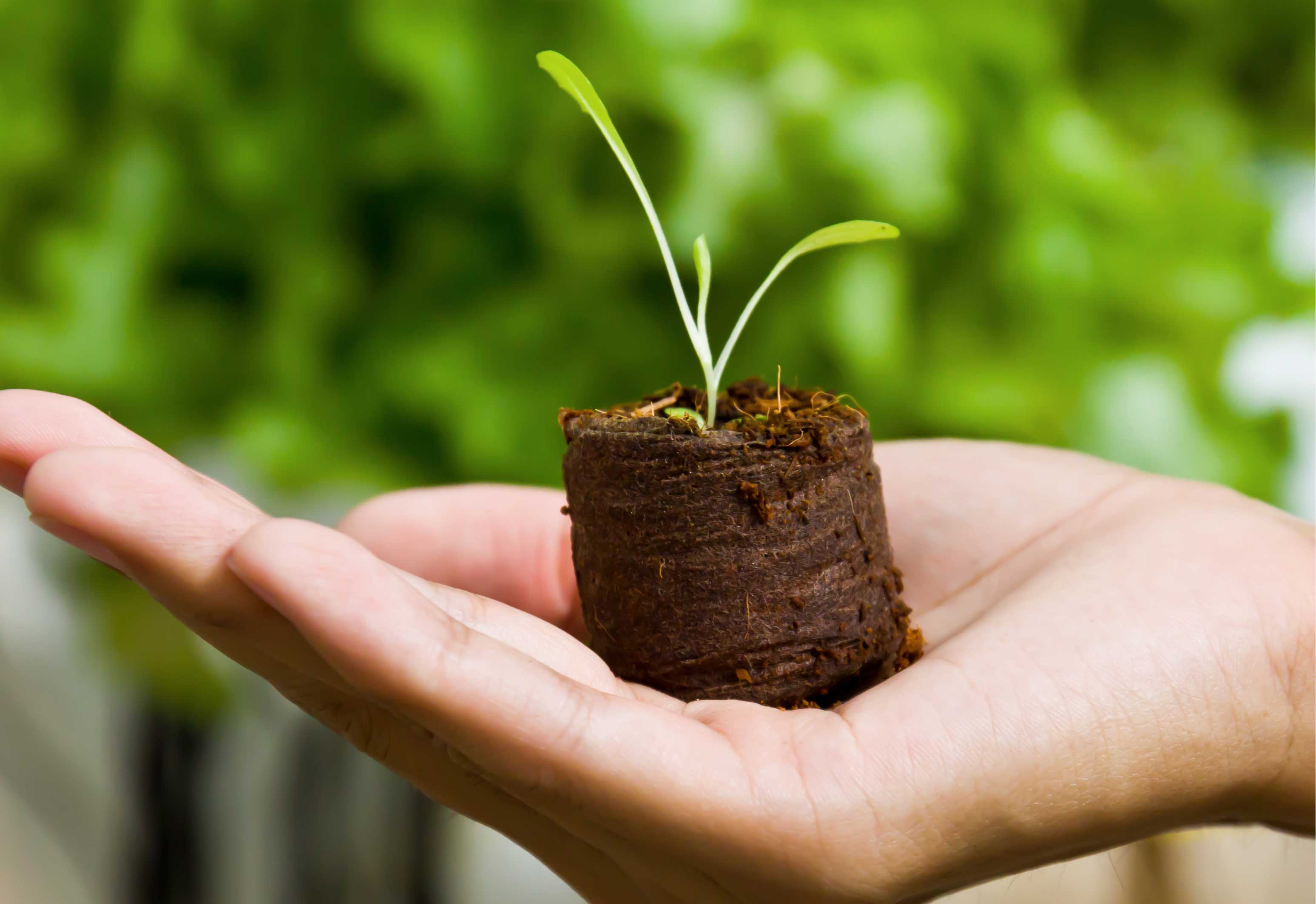 Plantas Hortículas - Agricultura